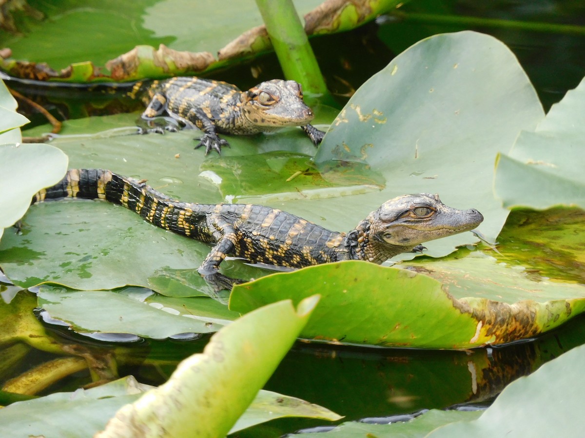 Animals - ML646786242