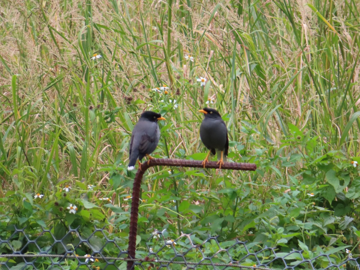 Javan Myna - ML646786245