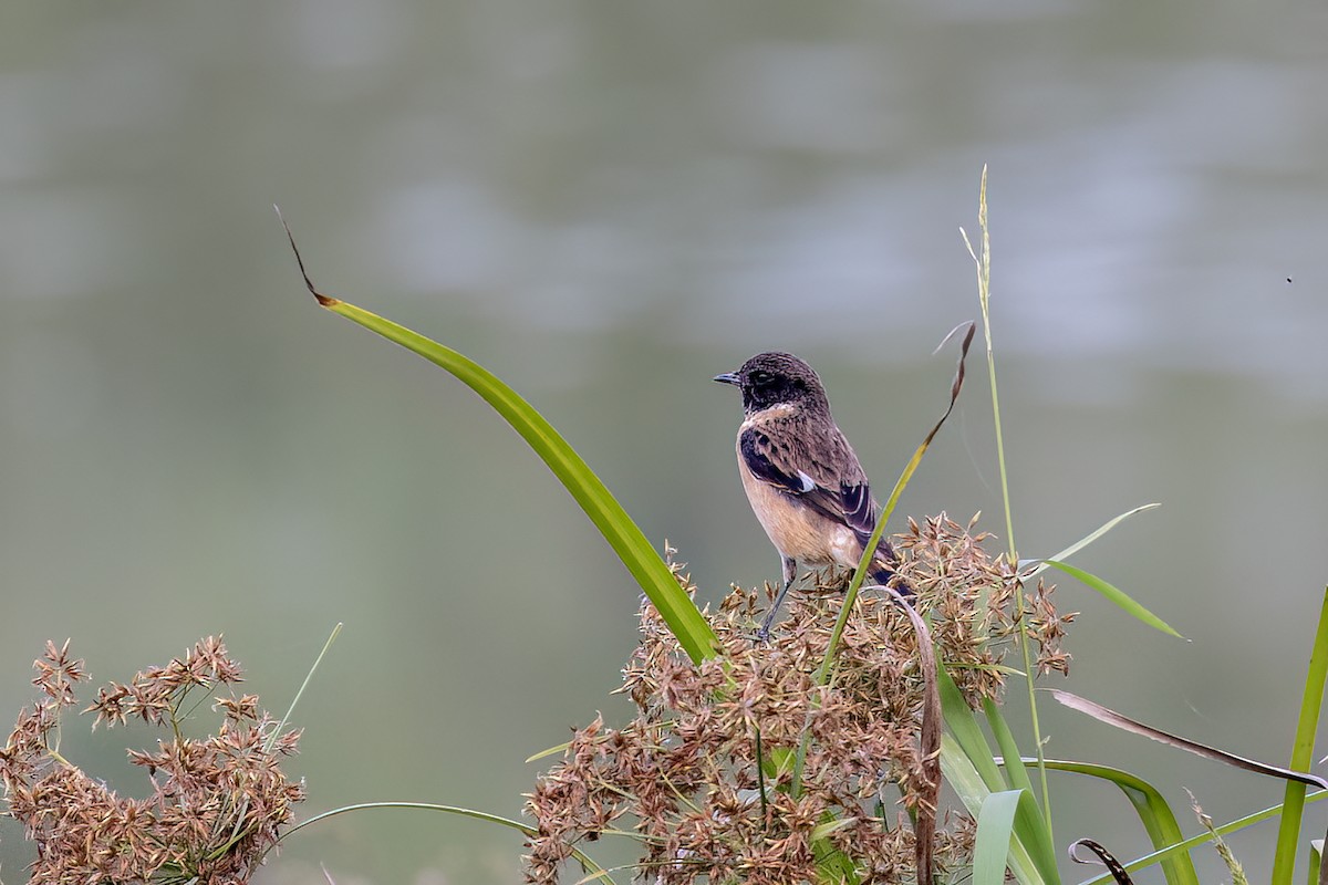 Siberian Stonechat - ML646786246