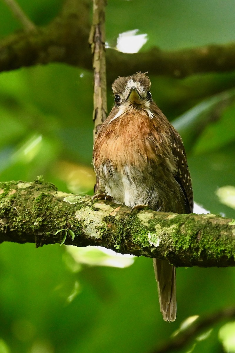 Moustached Puffbird - ML646786247