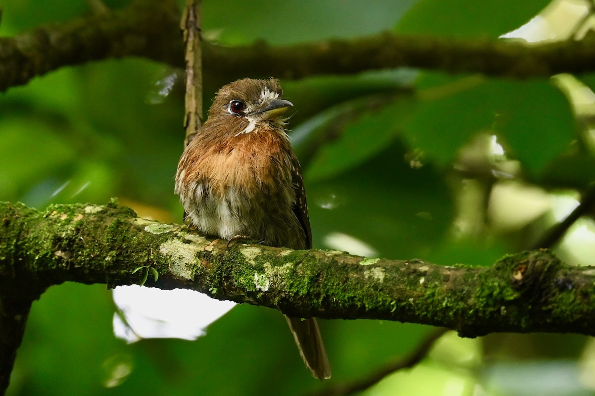 Moustached Puffbird - ML646786248
