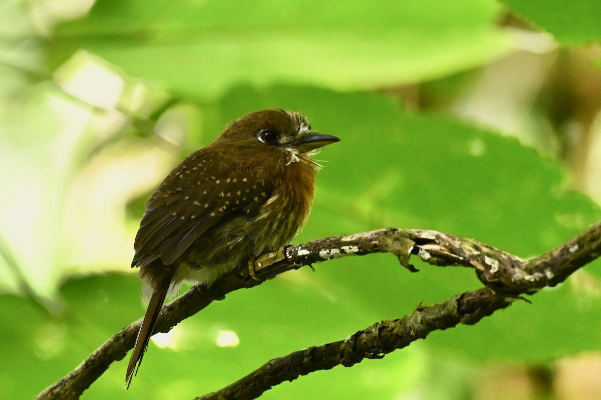Moustached Puffbird - ML646786249