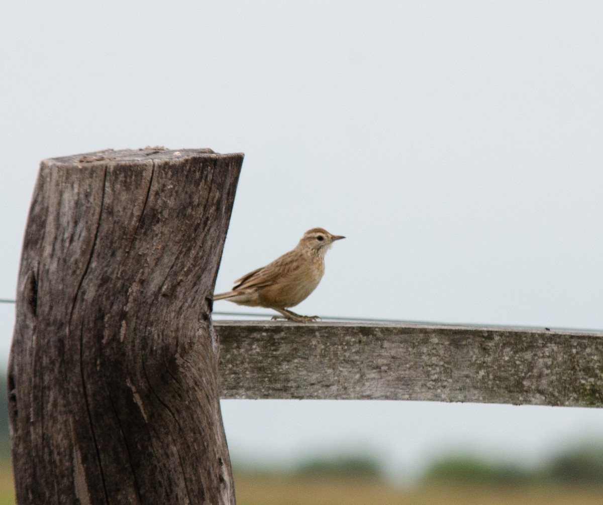 Firewood-gatherer - ML646786251