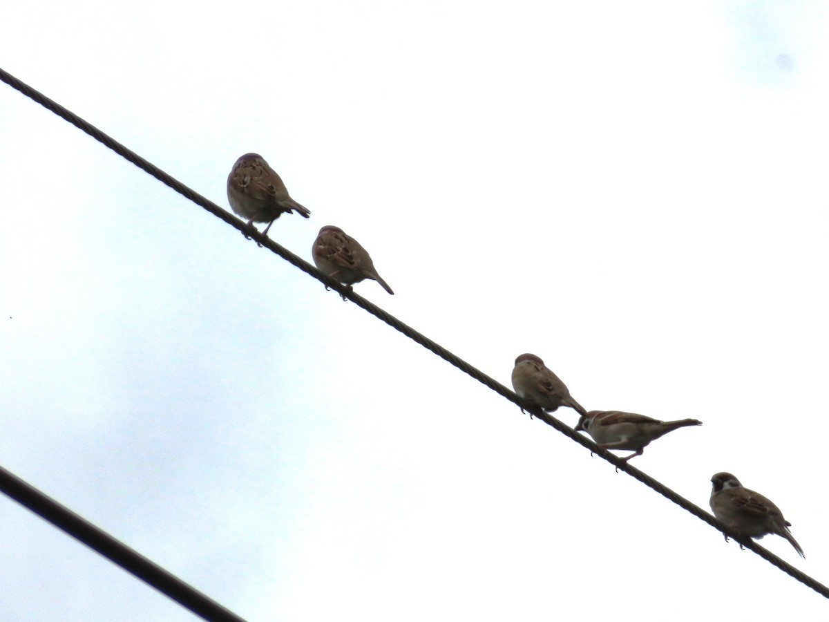 Eurasian Tree Sparrow - ML646786253