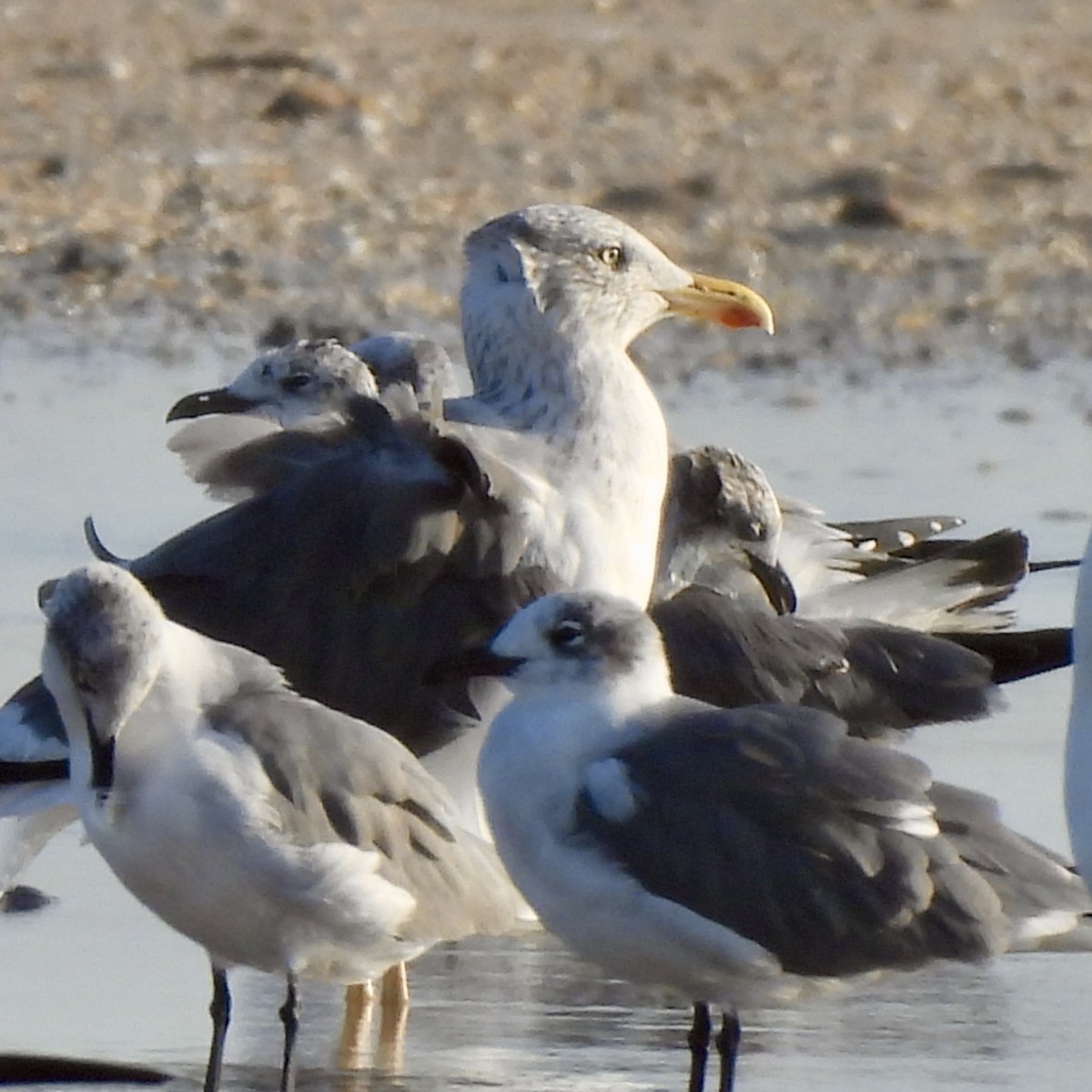 Lesser Black-backed Gull - ML646786254