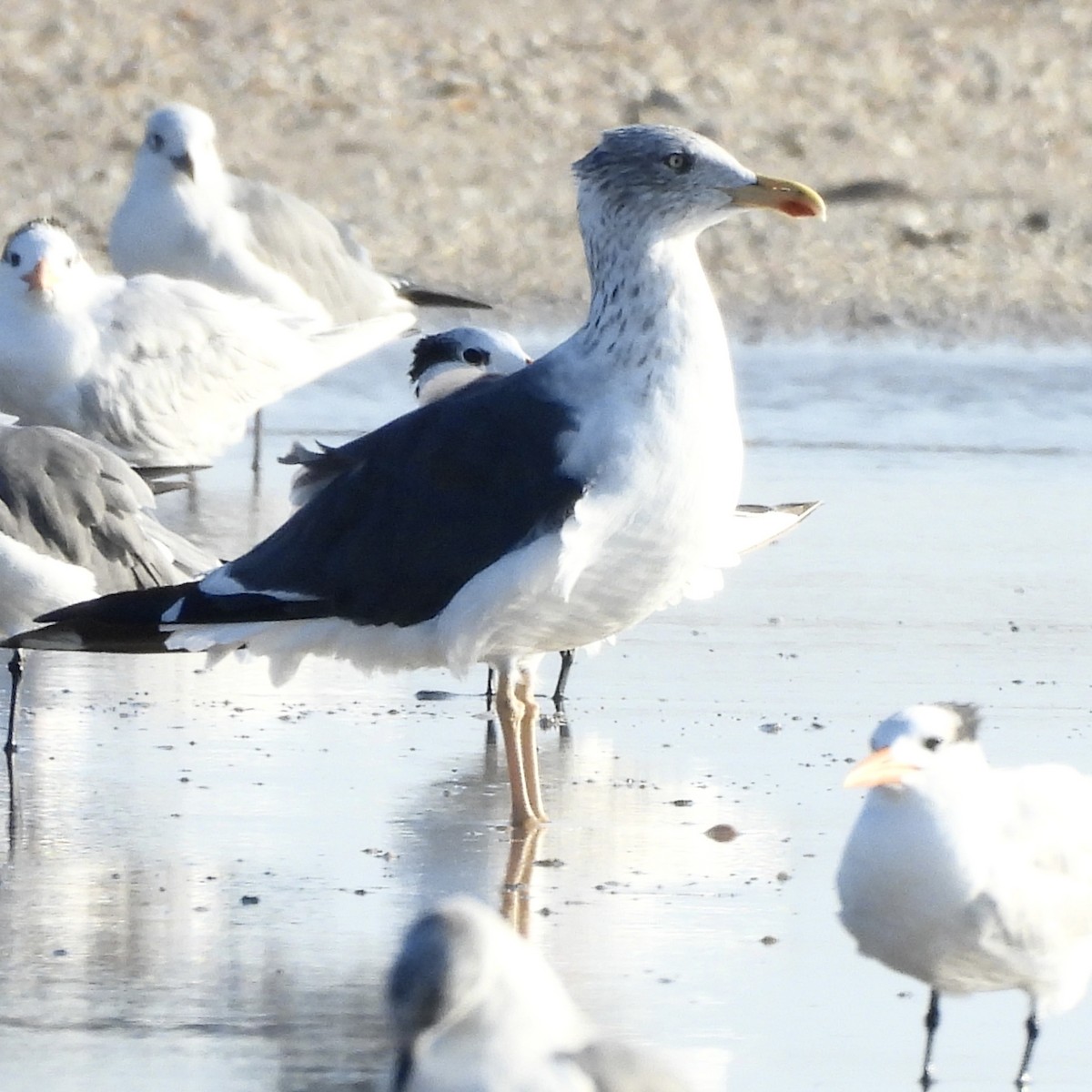 Lesser Black-backed Gull - ML646786255