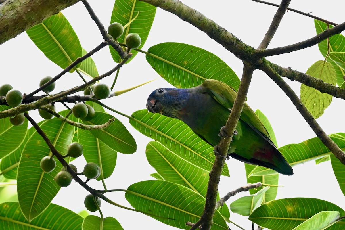 Pione à tête bleue - ML646786259