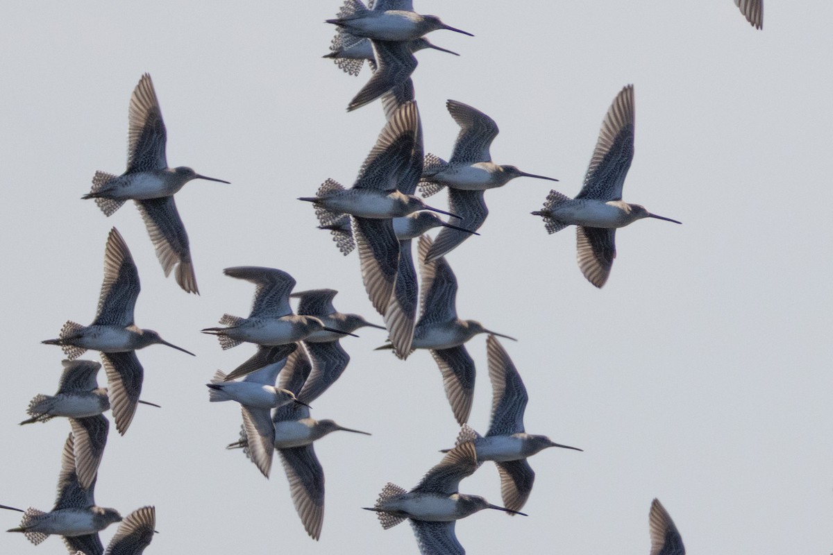 Неголь довгодзьобий - ML646786261