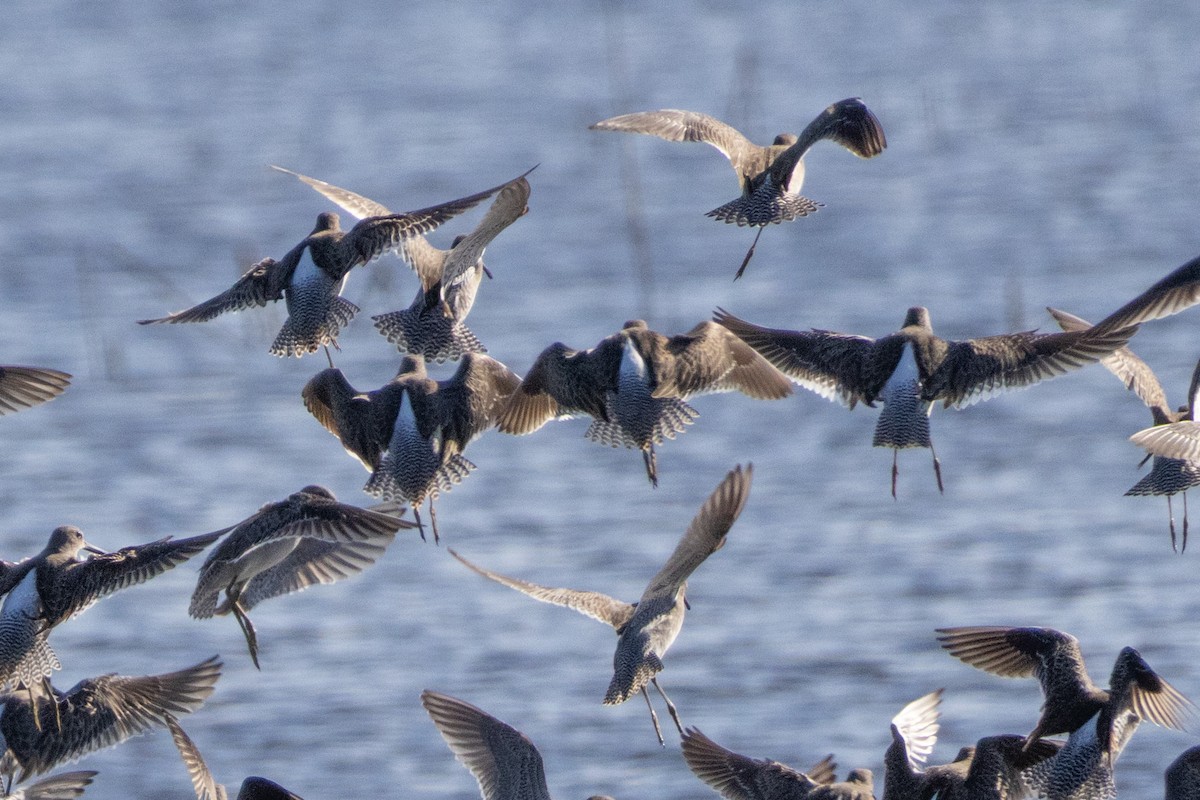 Неголь довгодзьобий - ML646786262