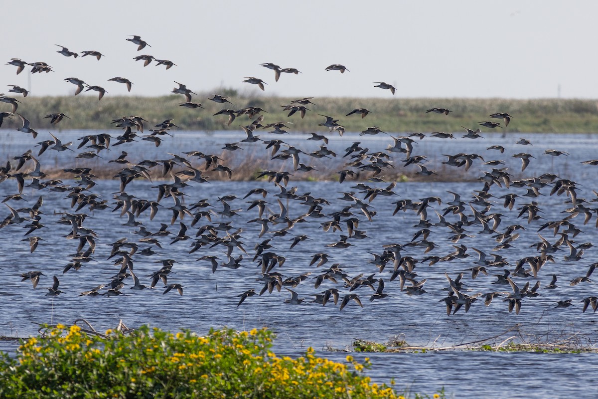 Неголь довгодзьобий - ML646786263