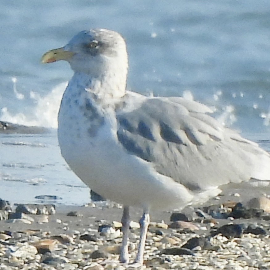 Kaio hauskara amerikarra - ML646786264