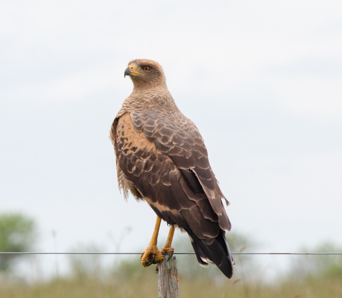 Саванный крабоед - ML646786265