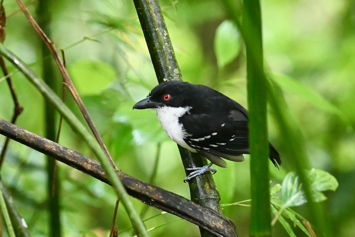 Grand Batara - ML646786267