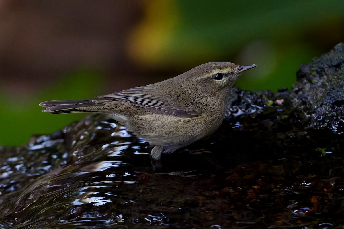 Mosquitero Canario - ML646786268