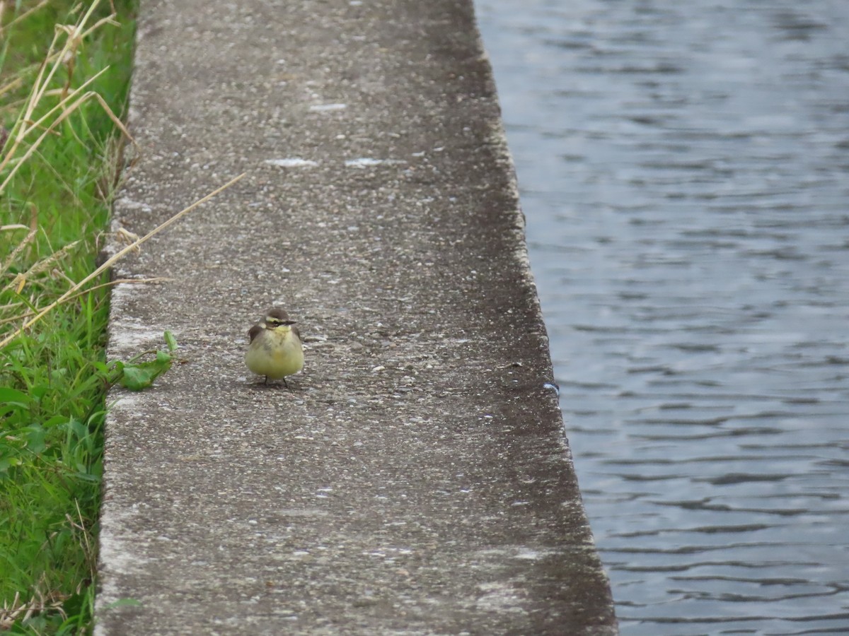 østgulerle (taivana) - ML646786270