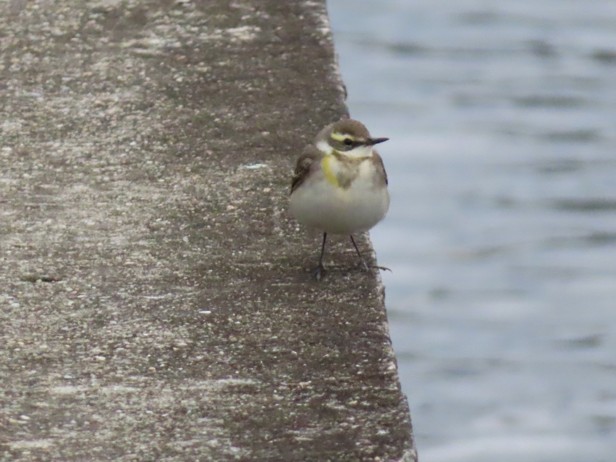 østgulerle (taivana) - ML646786271