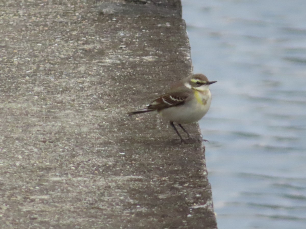 østgulerle (taivana) - ML646786272