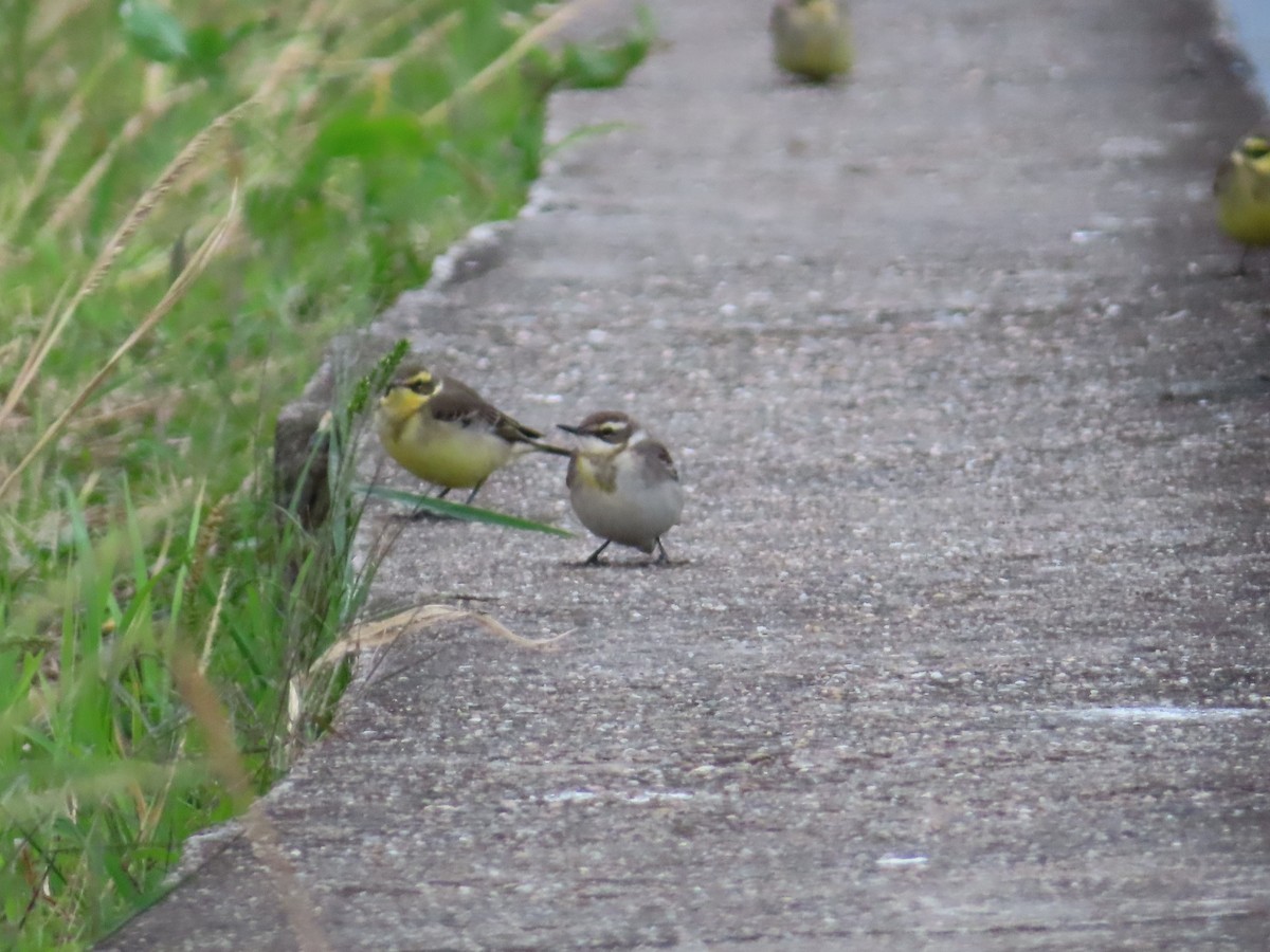 østgulerle (taivana) - ML646786273