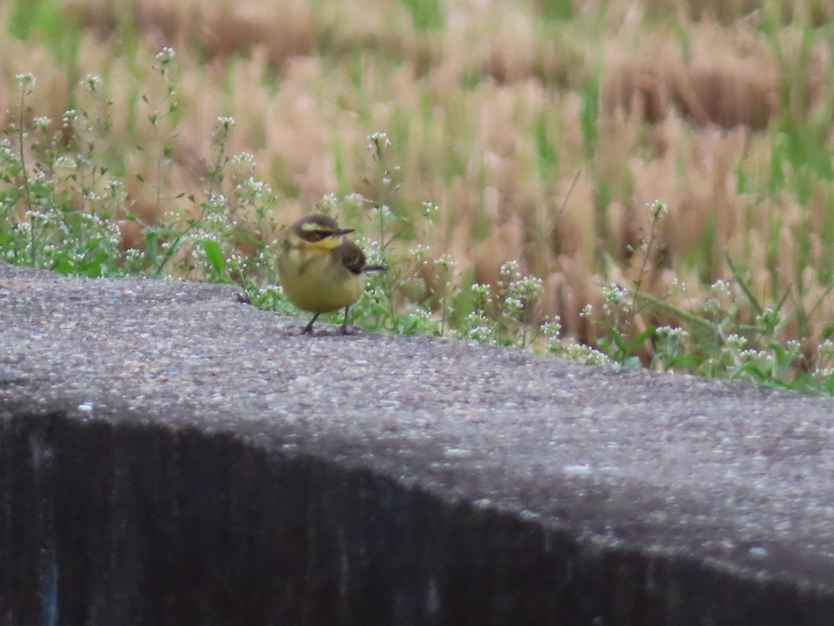 østgulerle (taivana) - ML646786274