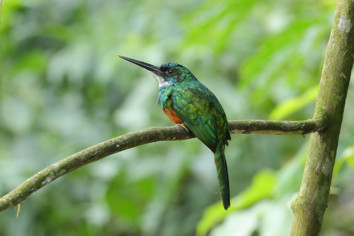 Rufous-tailed Jacamar - ML646786275