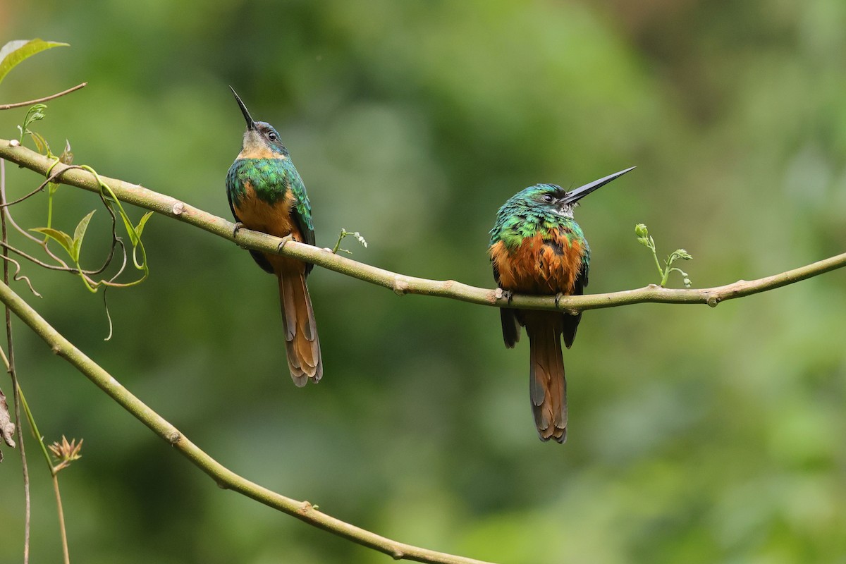Rufous-tailed Jacamar - ML646786276