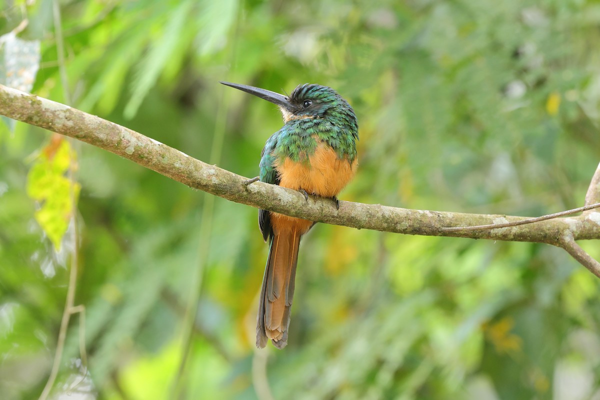 Rufous-tailed Jacamar - ML646786277