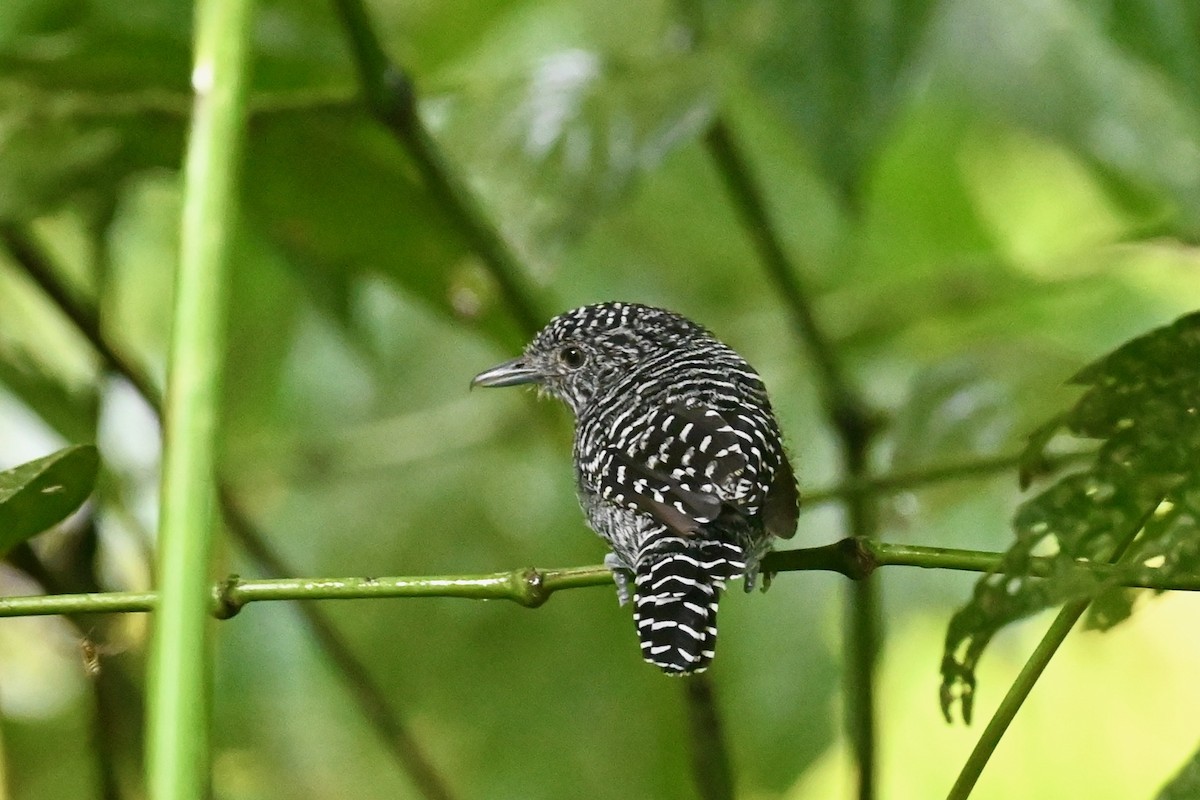 Batara de Lafresnaye - ML646786278