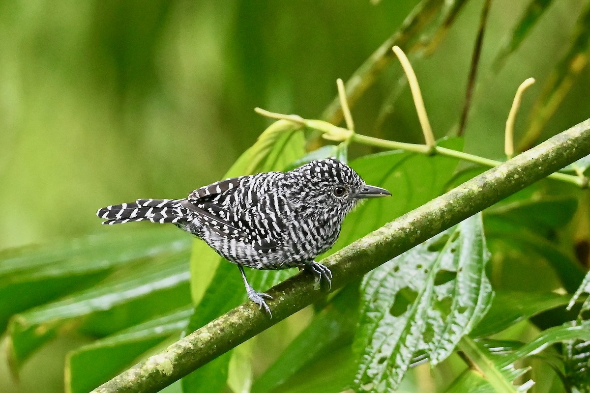 Batara de Lafresnaye - ML646786279