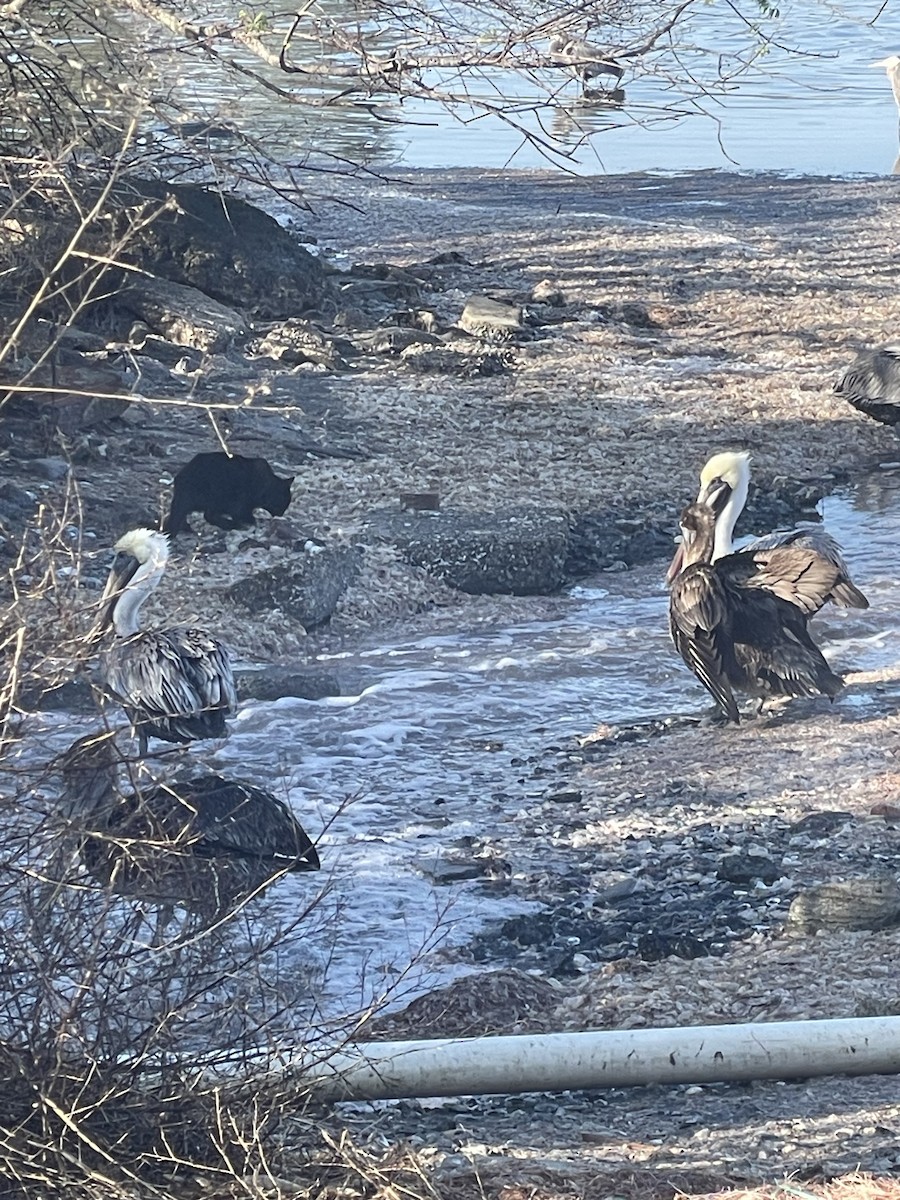 Animals - ML646786283