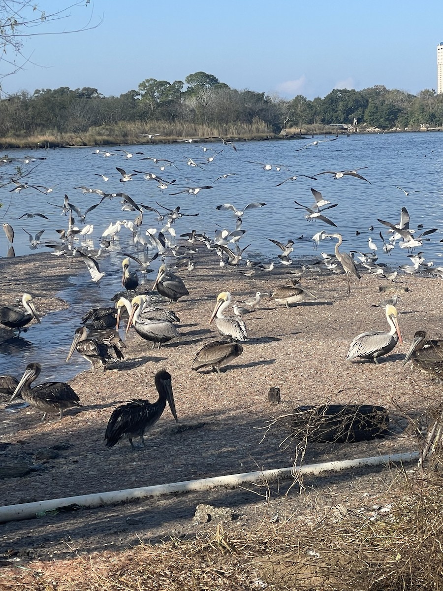 Animals - ML646786284