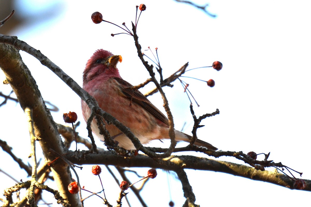 Purple Finch - ML646786286