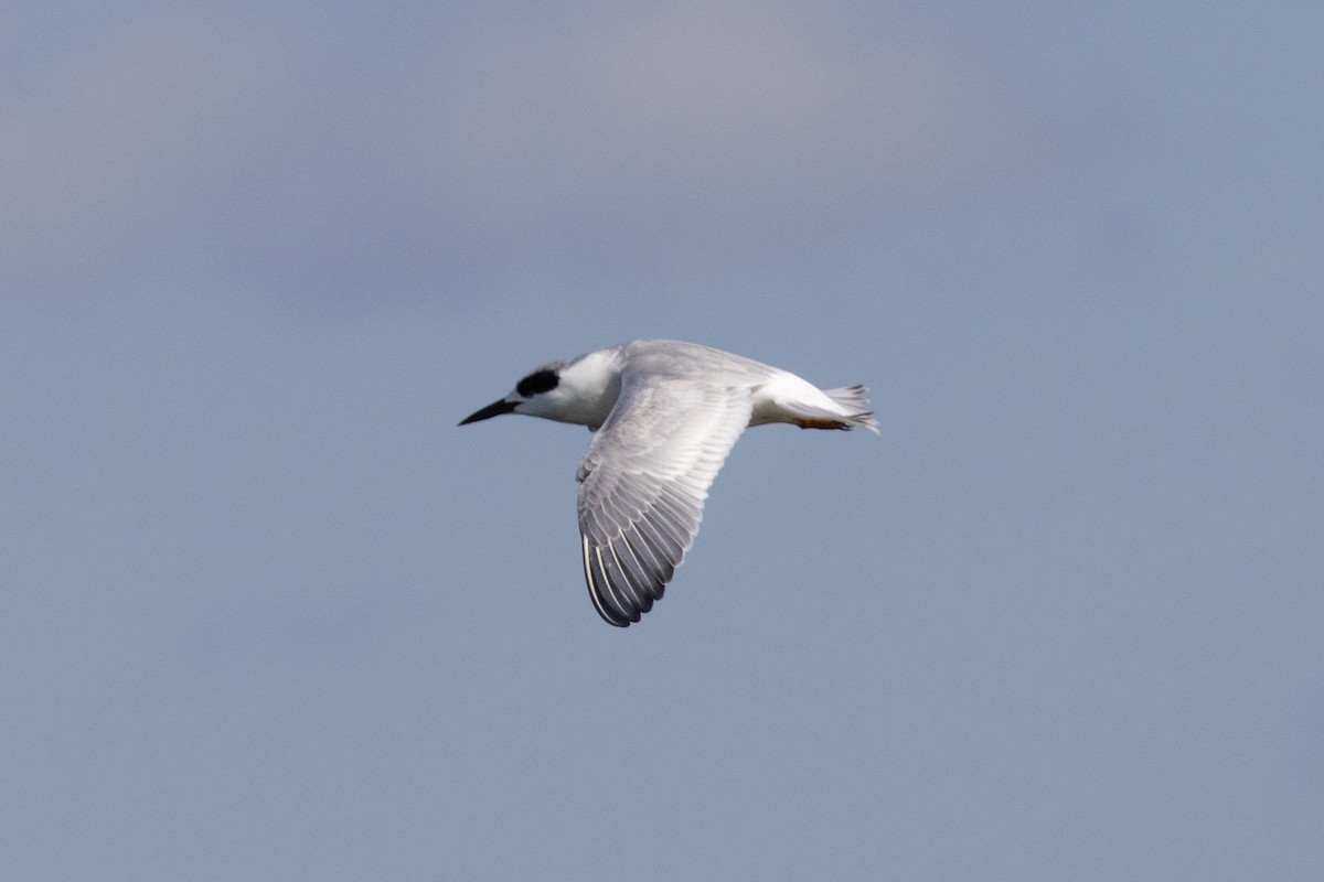 Крячок неоарктичний - ML646786287