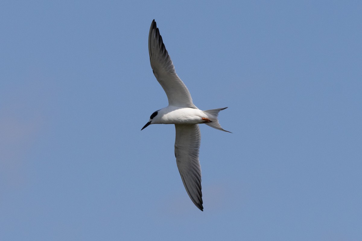 Крячок неоарктичний - ML646786288