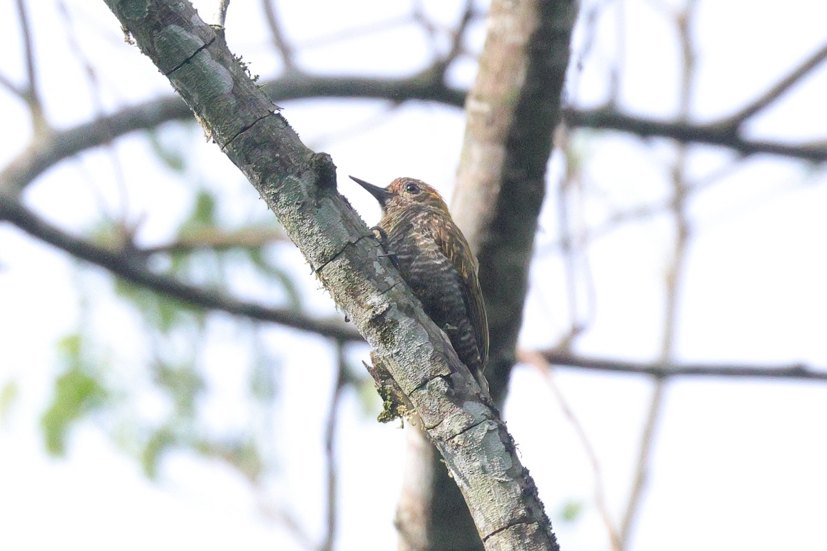 Yellow-eared Woodpecker - ML646786290