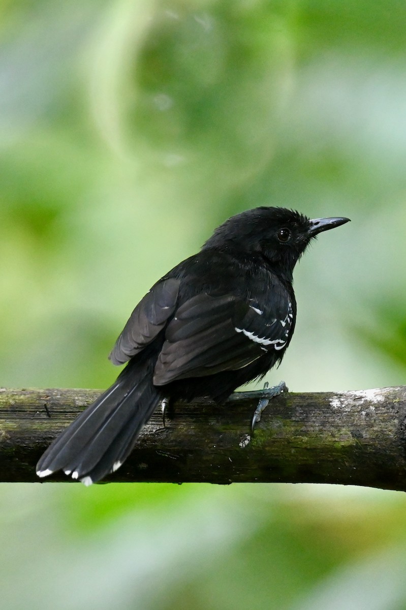 Grisin de jais - ML646786293