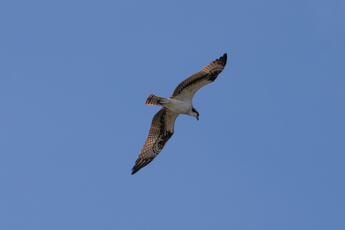 Скопа західна - ML646786294