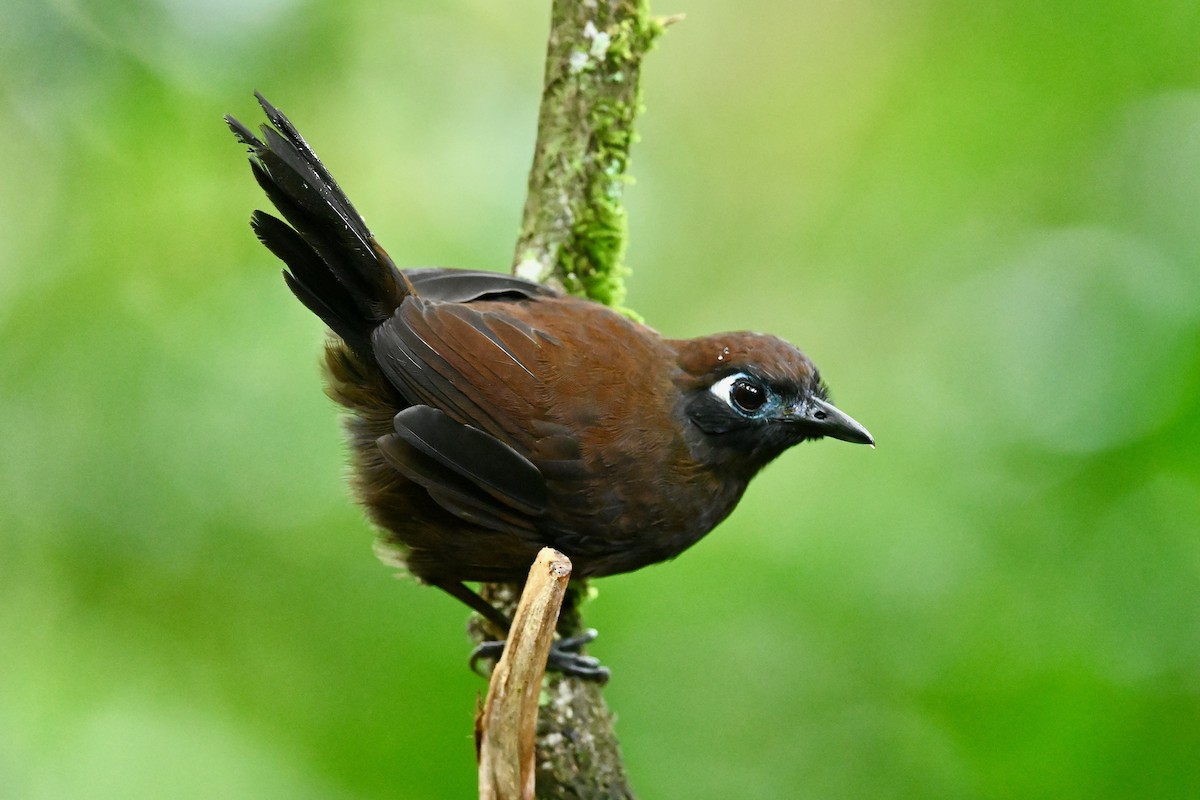 Alapi immaculé - ML646786295