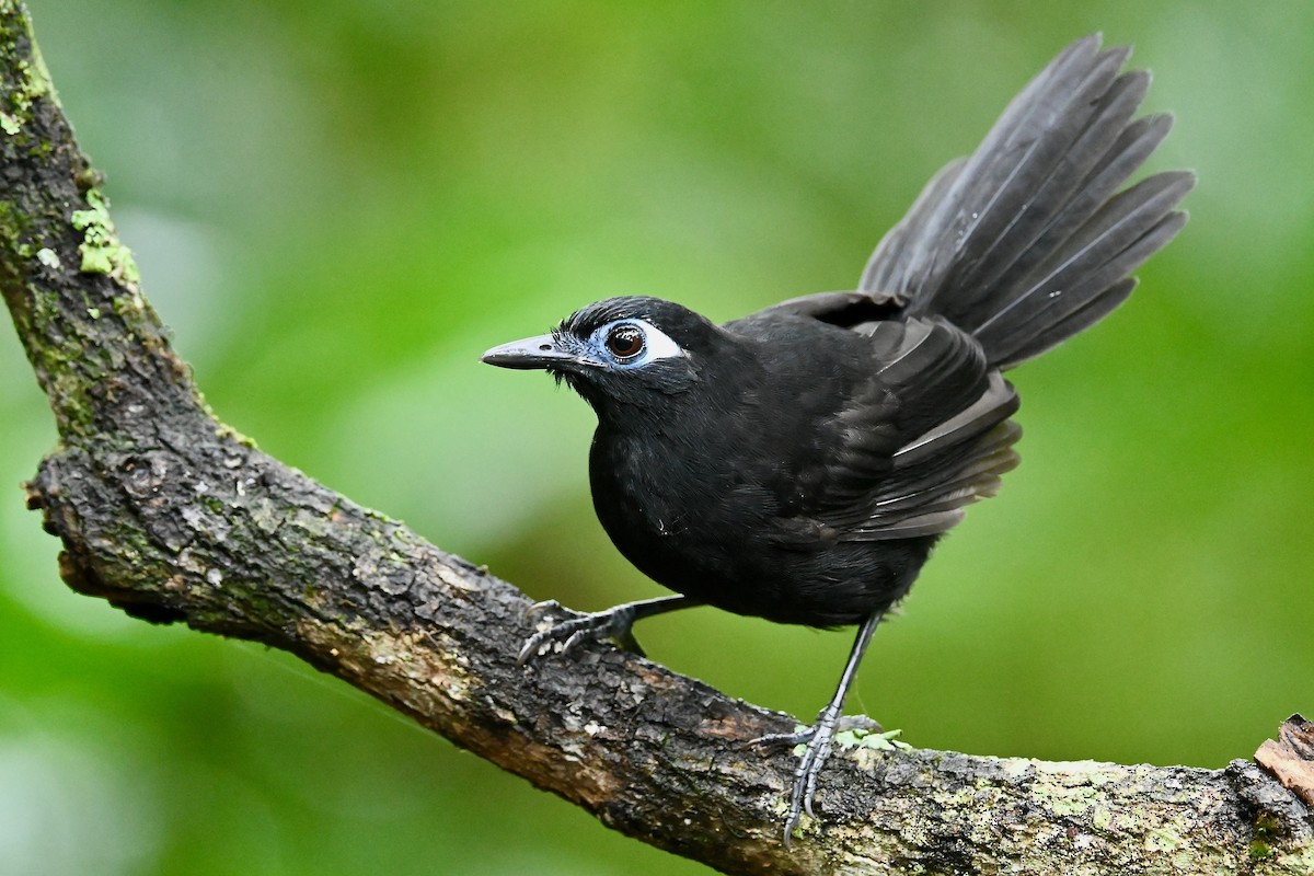 Alapi immaculé - ML646786296