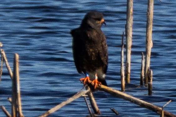 Шуліка-слимакоїд червоноокий - ML646786302