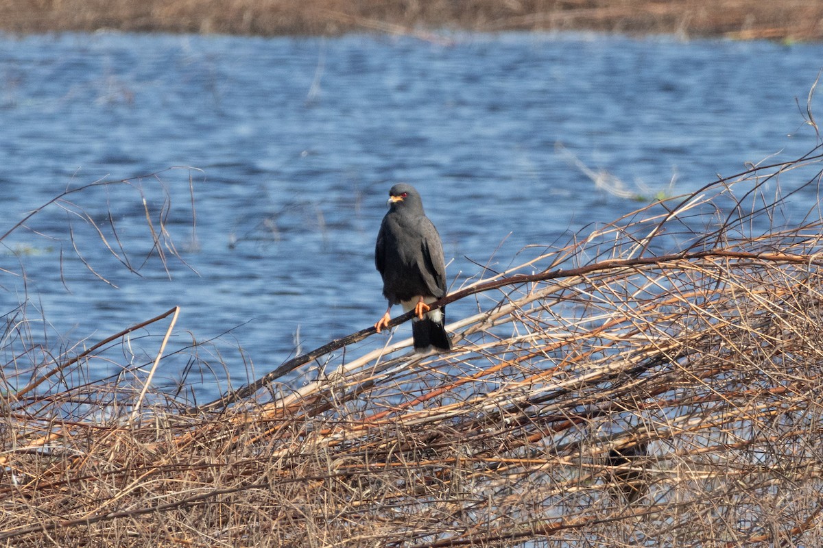 Шуліка-слимакоїд червоноокий - ML646786303
