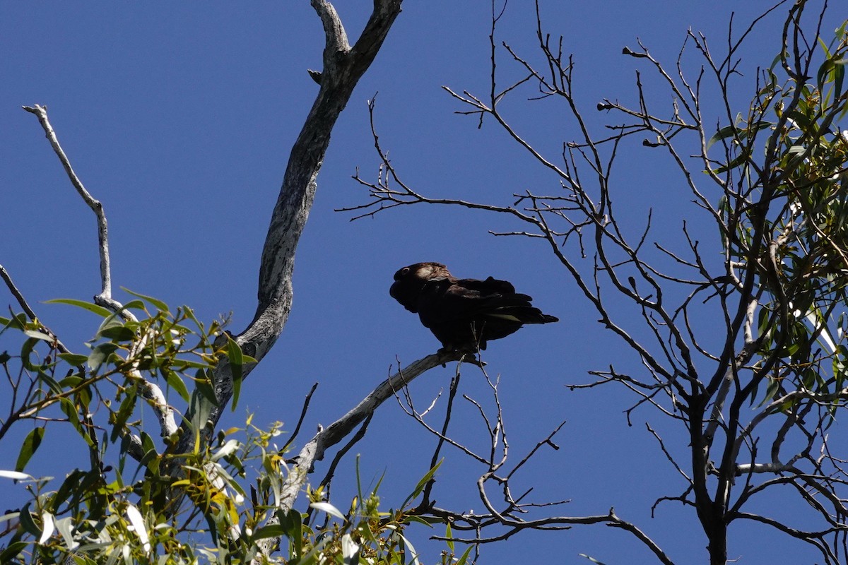 Carnaby's Black-Cockatoo - ML646786304