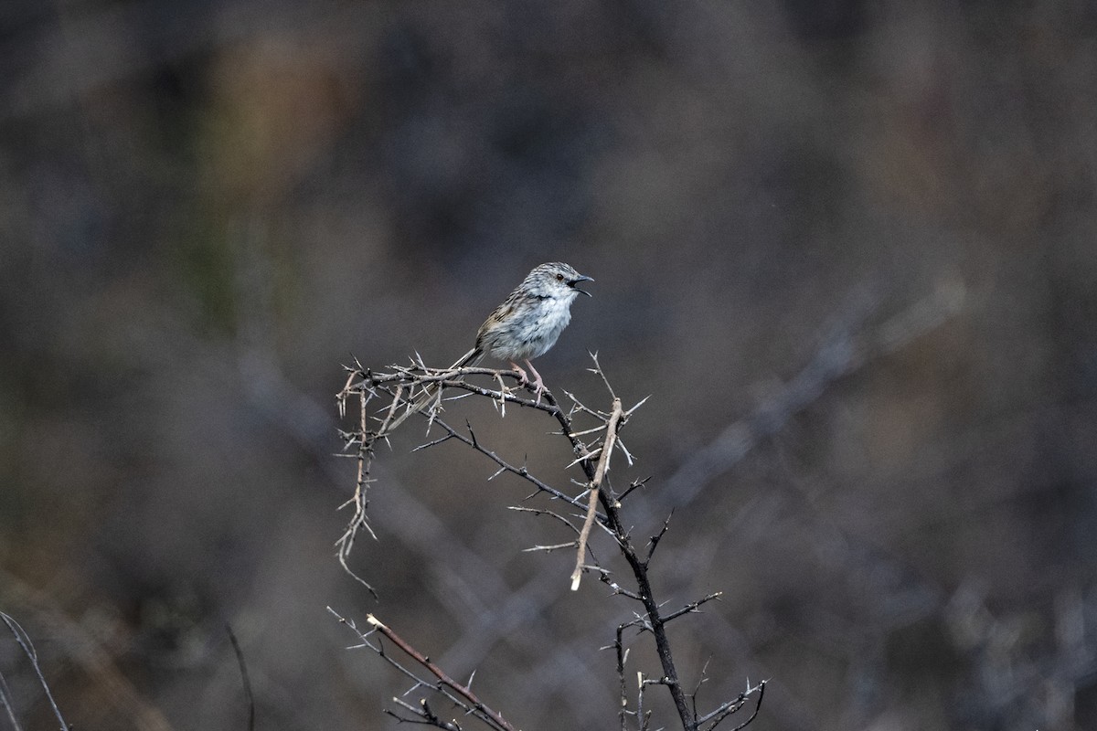Striped Prinia - ML646786305