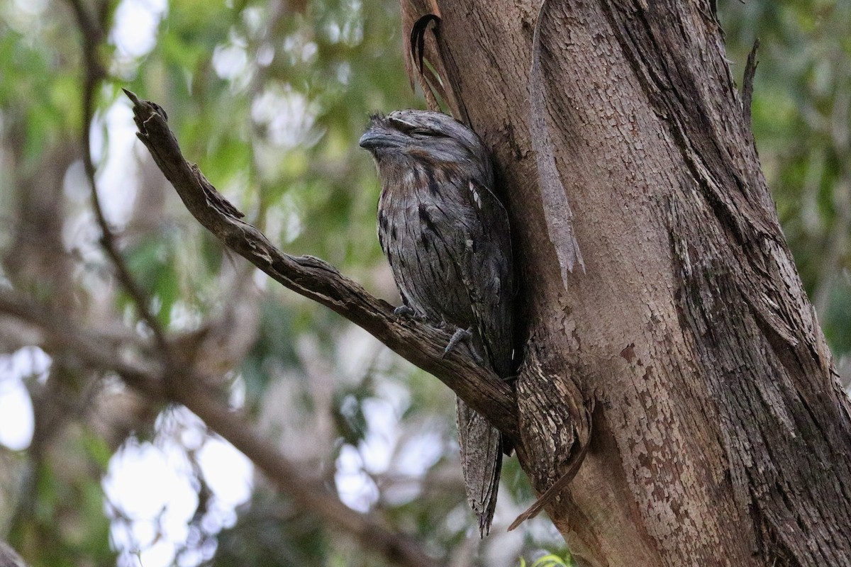 Tawny Frogmouth - ML646786306