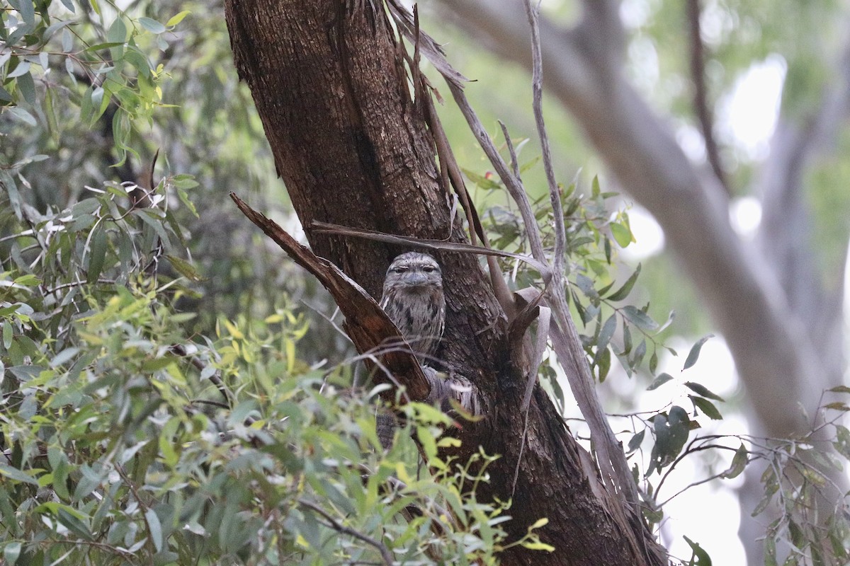 Tawny Frogmouth - ML646786309