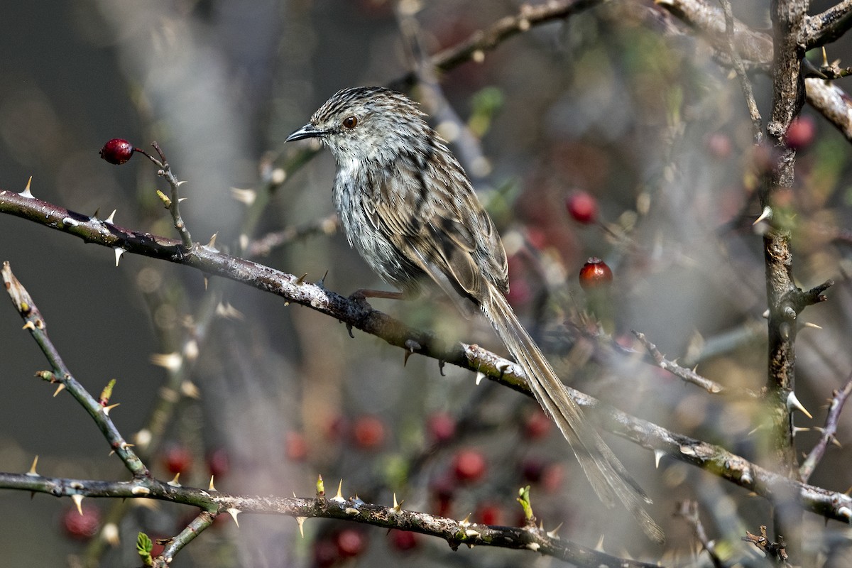 Striped Prinia - ML646786310
