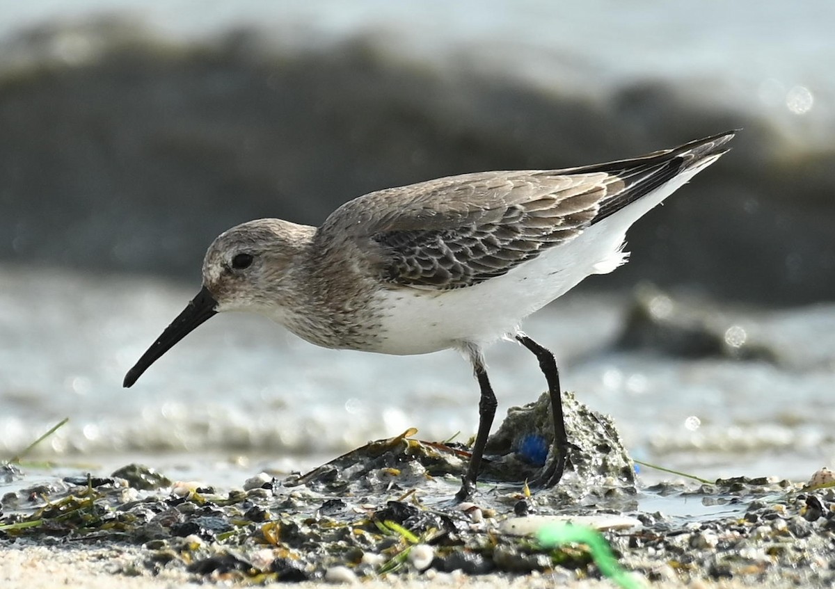 חופית אלפינית - ML646786311