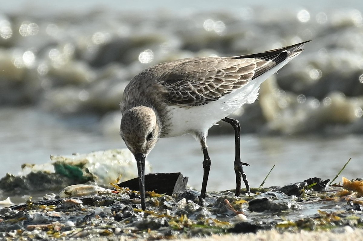 חופית אלפינית - ML646786312