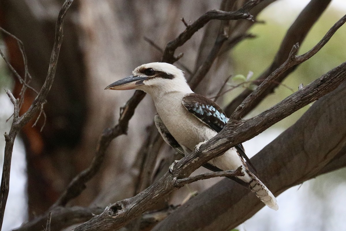 ワライカワセミ - ML646786313