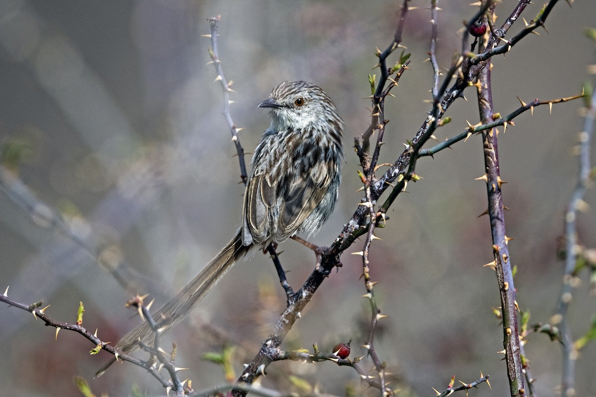 Striped Prinia - ML646786314