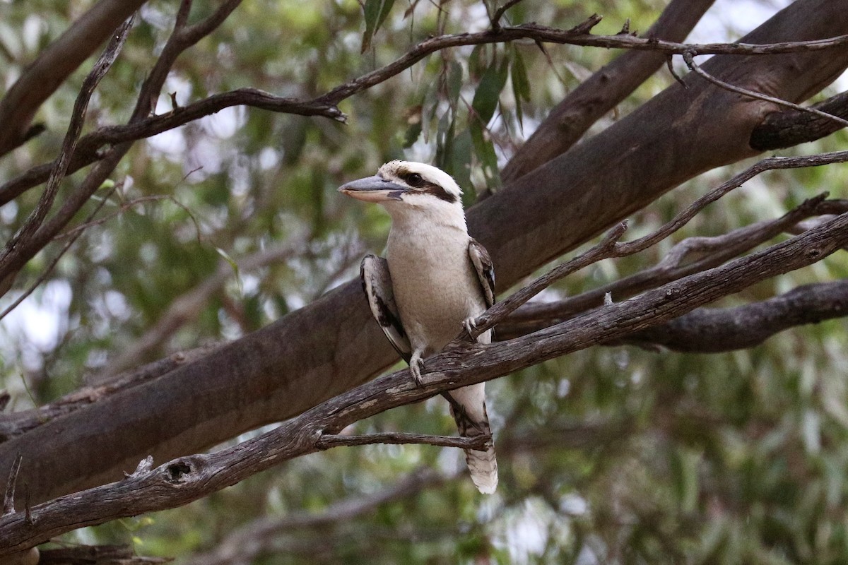 ワライカワセミ - ML646786315